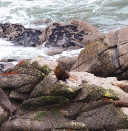 martins bay seal colony new zealand
