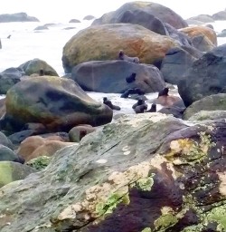 new zealand fur seals