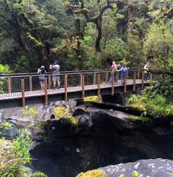 Hiking Milford Track