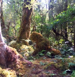 creature on milford track