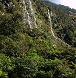 Milford Track Falls