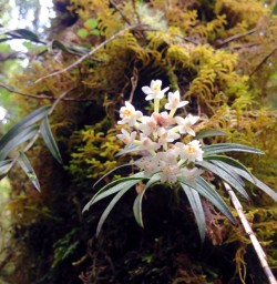 native orchid