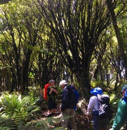 Hiking Hollyford Track