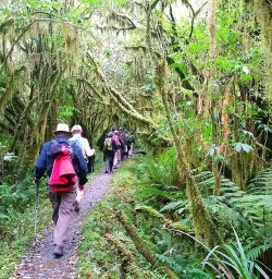 rainforest hiking at milford track