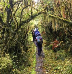 Milford Track rainforest