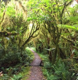 milford track rainforest