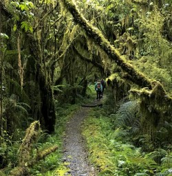 Milford Track Rainforest, Fiordland National Park Southland New Zealand