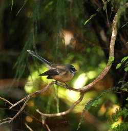 9 new zealand bird martins bay
