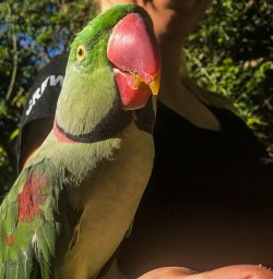 Parrot at Lochmara Lodge, Marlborough Sounds New Zealand