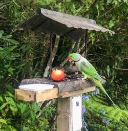Parrot at Lochmara Lodge, Marlborough Sounds New Zealand
