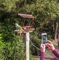 Parrot at Lochmara Lodge, Marlborough Sounds New Zealand