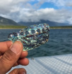 Paua shell at Hollyford river, Fiordland New Zealand