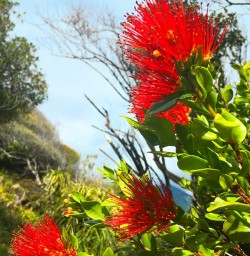 Beautful Southern Rata flowering at Martins Bay