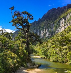 Pororari river looking tropical
