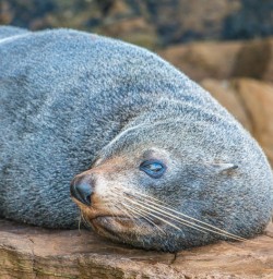 Seal at Marlborough Sounds, New Zealand