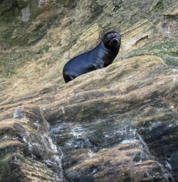 Seal at Marlborough Sounds, New Zealand