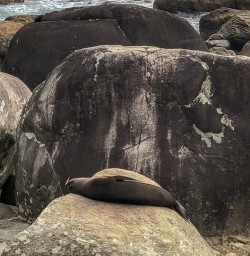 Seals at Martins Bay, Fiordland New Zealand
