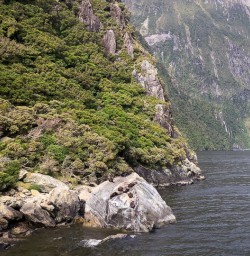 Seals at Milford Sound, Fiordland New Zealand