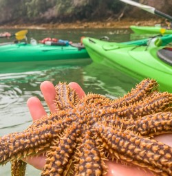 Starfish at Marlborough Sounds, New Zealand