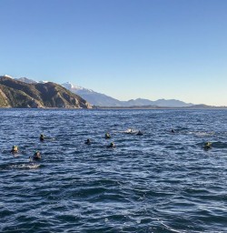 Swimming with dolphins at Kaikoura, Canterbury New Zealand