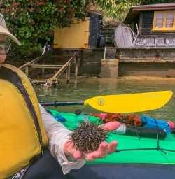 Urchin at Marlborough Sounds, New Zealand