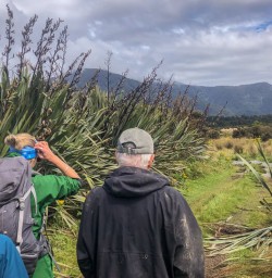 Walking at Martins Bay, Fiordland New Zealand