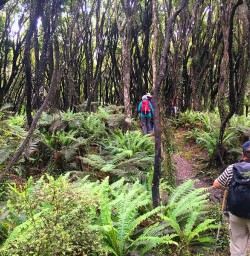 Walking the Milford Track