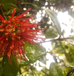 9. Flower on Pororari River Track