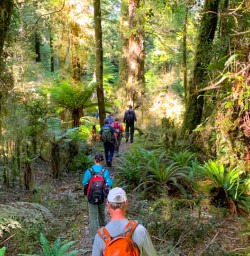 9. Group walking the Hollyford Track