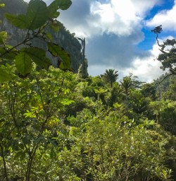 9. Pororari River Track views