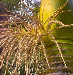 9. West Coast flora