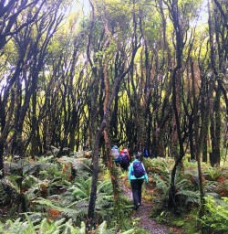 Hiking Hollyford Valley
