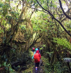 Hiking Milford Track Rainforest