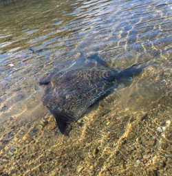 Abel Tasman stingray G03MAR25