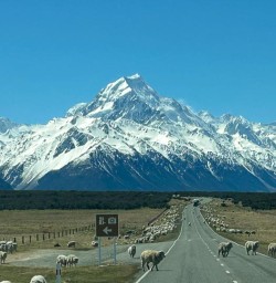 Aoraki Mount Cook National Park sheep on road mountain views PS27OCT25
