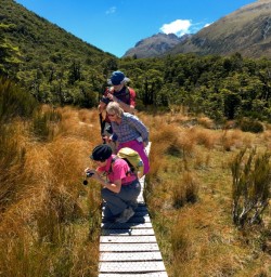 Hikers viewing alpine flora