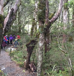 Learning about conservation in Arthurs Pass