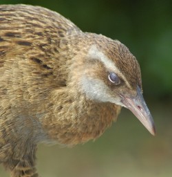 Buff Weka