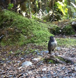 New Zealand Bush Robin