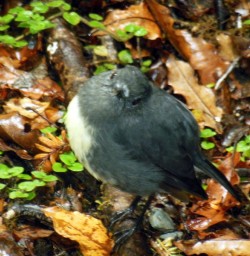 Bushrobin up close in Paparoa