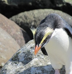 Fiordland Crested Penguin