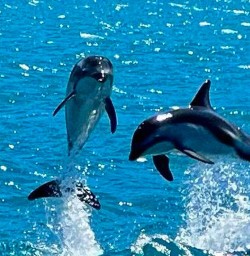 Dolphins Kaikoura 10FEB25