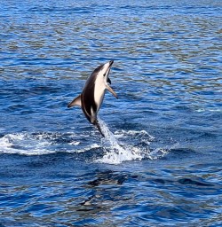 Dolphins