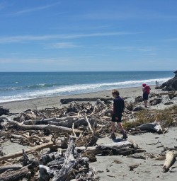 Driftwood on the beach