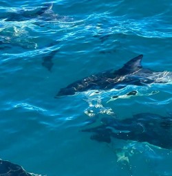 Dusky Dolphins in Kaikoura Peninsula K10MAR25