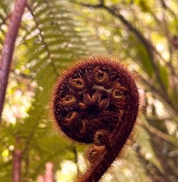 Egmont National Park GN23MAR26