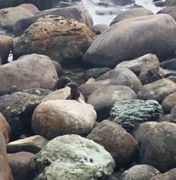 Seal spotting on the Fiordland Coast