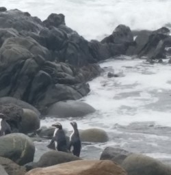 Fiordland Crested Penguins at Martins Bay
