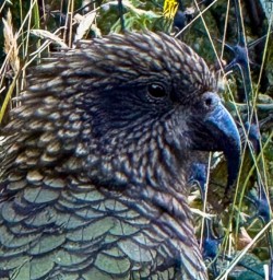 Fiordland Kea bird R03MAR25
