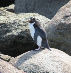 Fiordland Crested Penguin on rocks